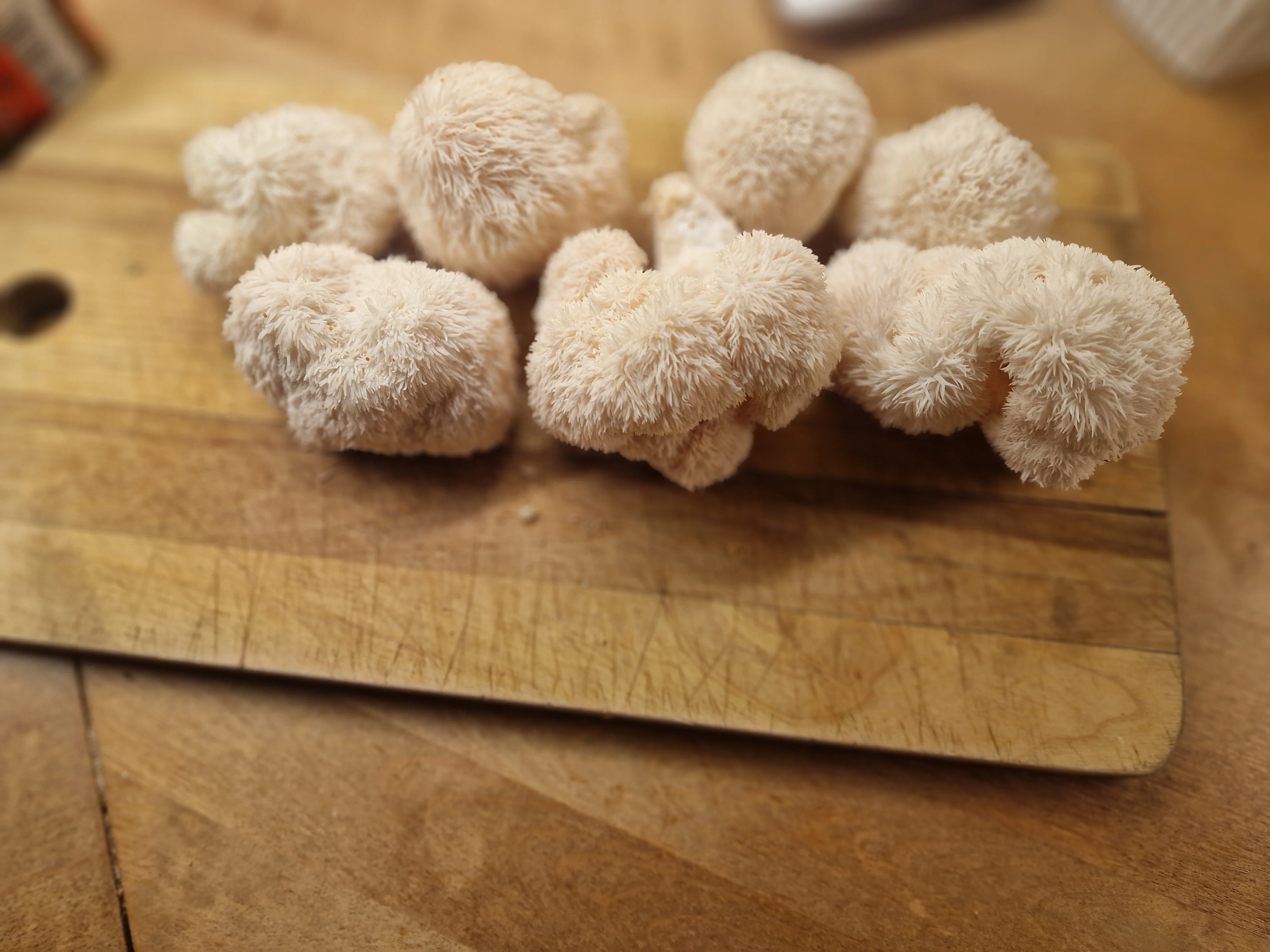 Lion's mane mushrooms from the MufuTech farm on a wooden board
