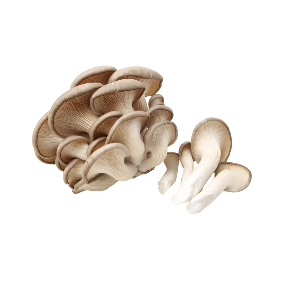 A cluster of oyster mushrooms