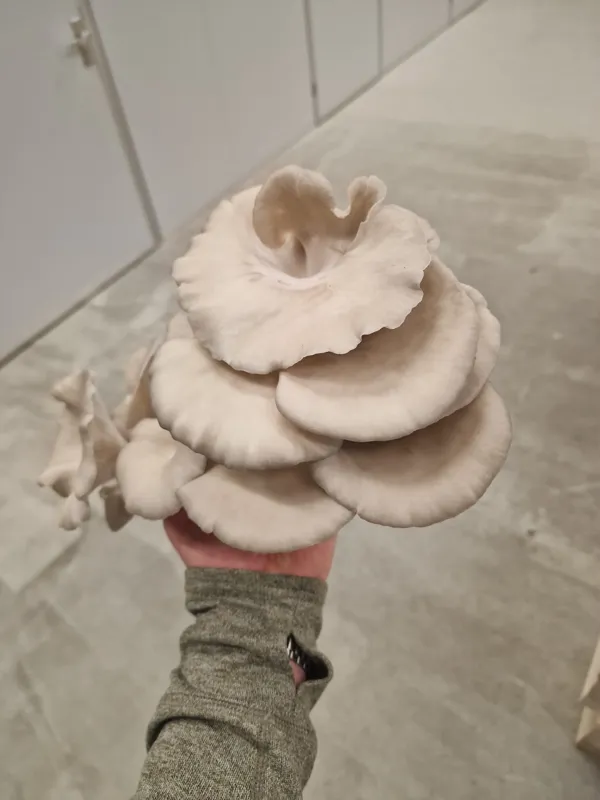 An oyster mushroom cluster from the MufuTech farm