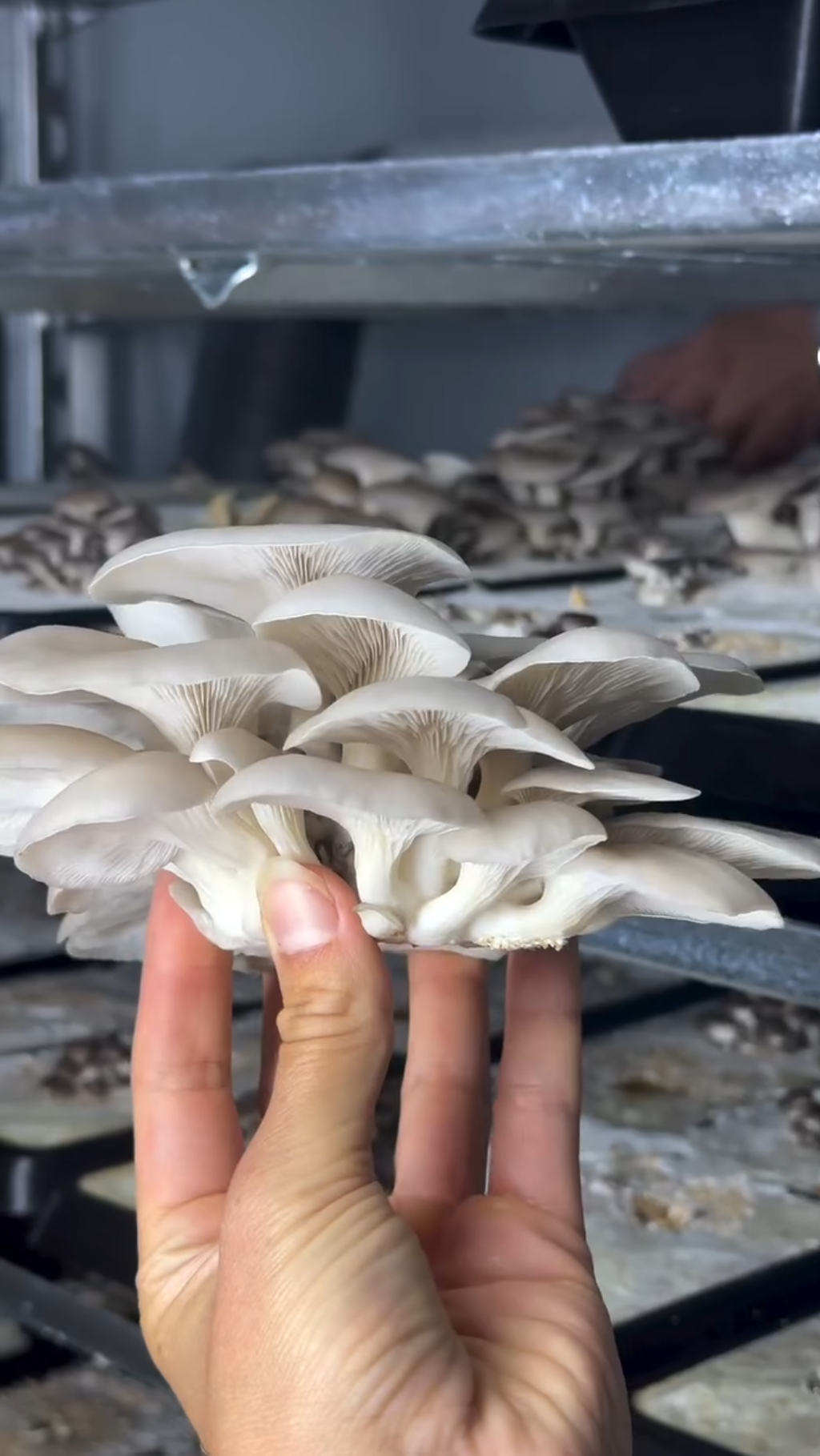 A hand holding a fresh oyster mushroom cluster in front of growing racks at the MufuTech farm